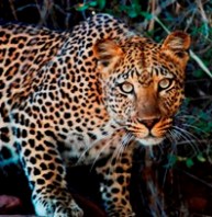 leopard_close